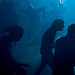 show,