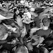 mosh